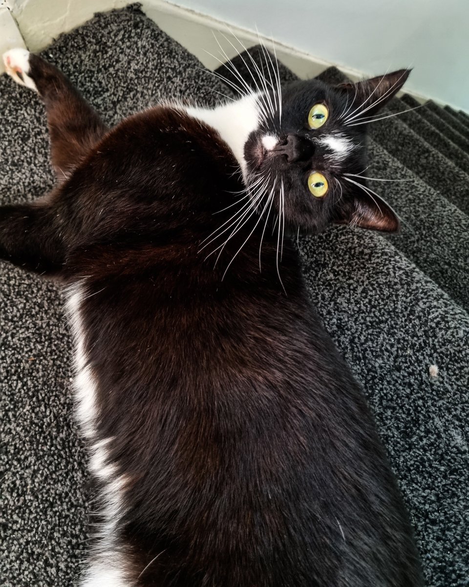 Ashleys Merwin Kitty tweet media