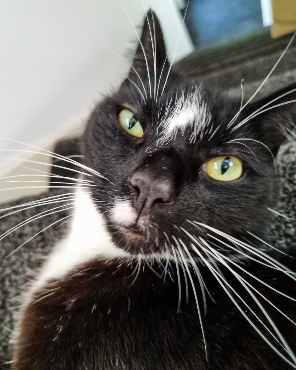 Ashleys Merwin Kitty tweet media