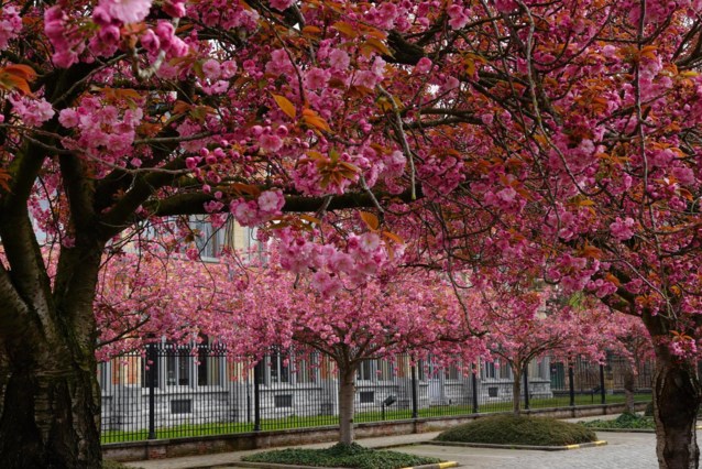 In beeld. Grijze dag opfleuren? De meest roze straat van Gent staat weer in bloei dlvr.it/SmMjqJ