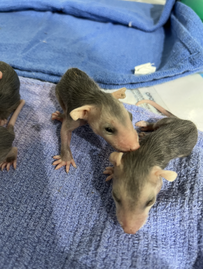 SWVAWildlife's tweet photo. We have begun getting many, many, many baby #VirginiaOpossums lately, most of them coming in after being orphaned when their moms are killed. We need your help - please donate at https://t.co/d4EdRY9ZEW to ensure these babies get the best care OPpossible 😉 https://t.co/CHseRFCK0o