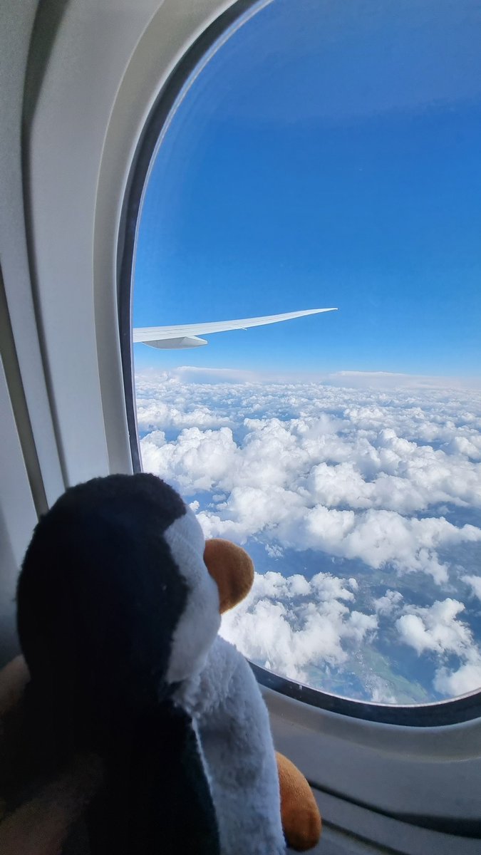 Pinguine können wohl doch fliegen 🤭