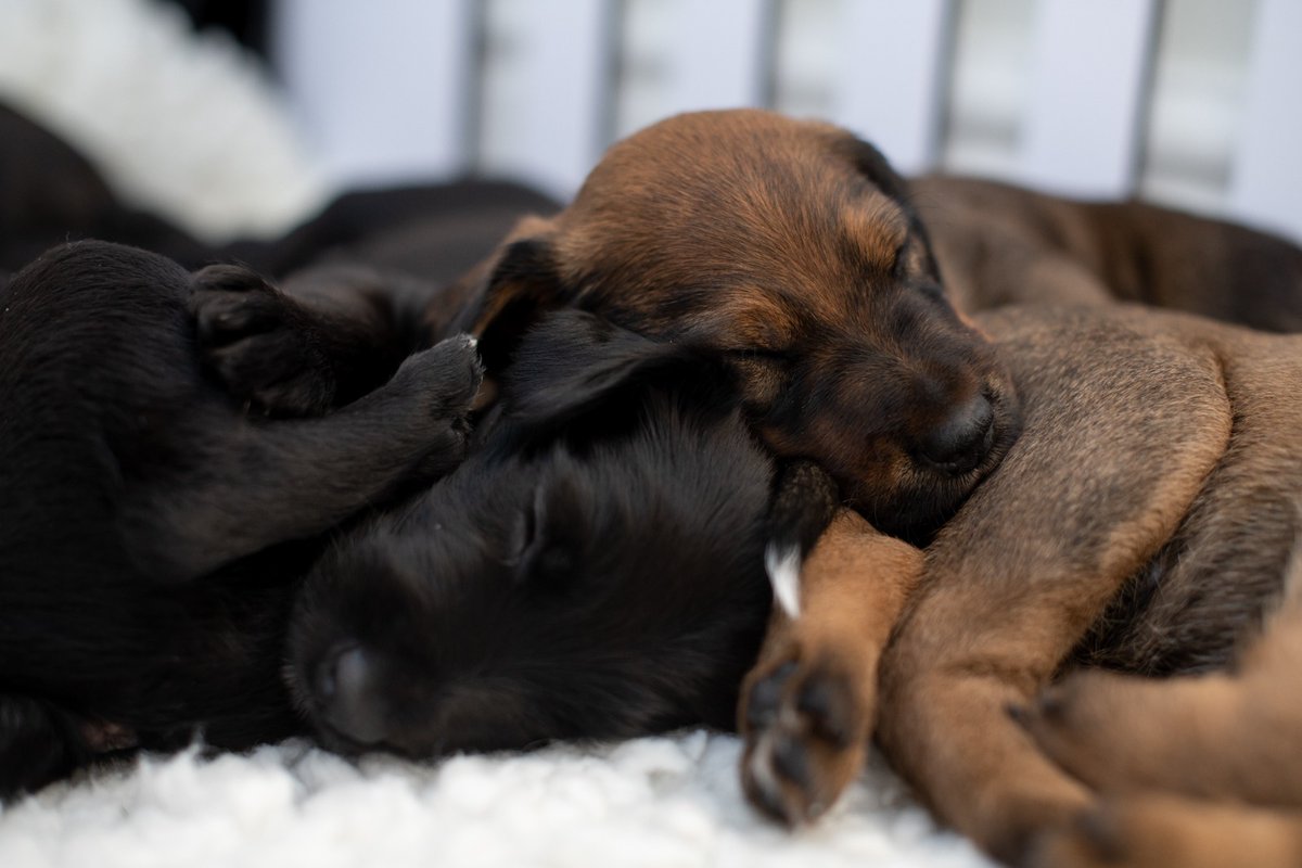 SpringPetsUK's tweet image. 🚨 Breaking News 🚨

Puppies are still cute 😍