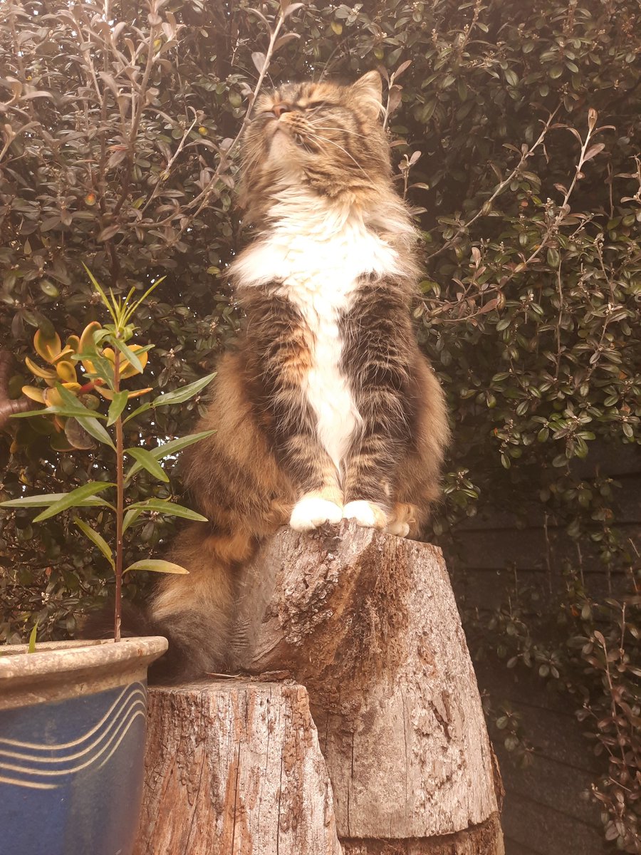 JackalOCE's tweet photo. @ShouldHaveCat https://t.co/1luIzux4lk