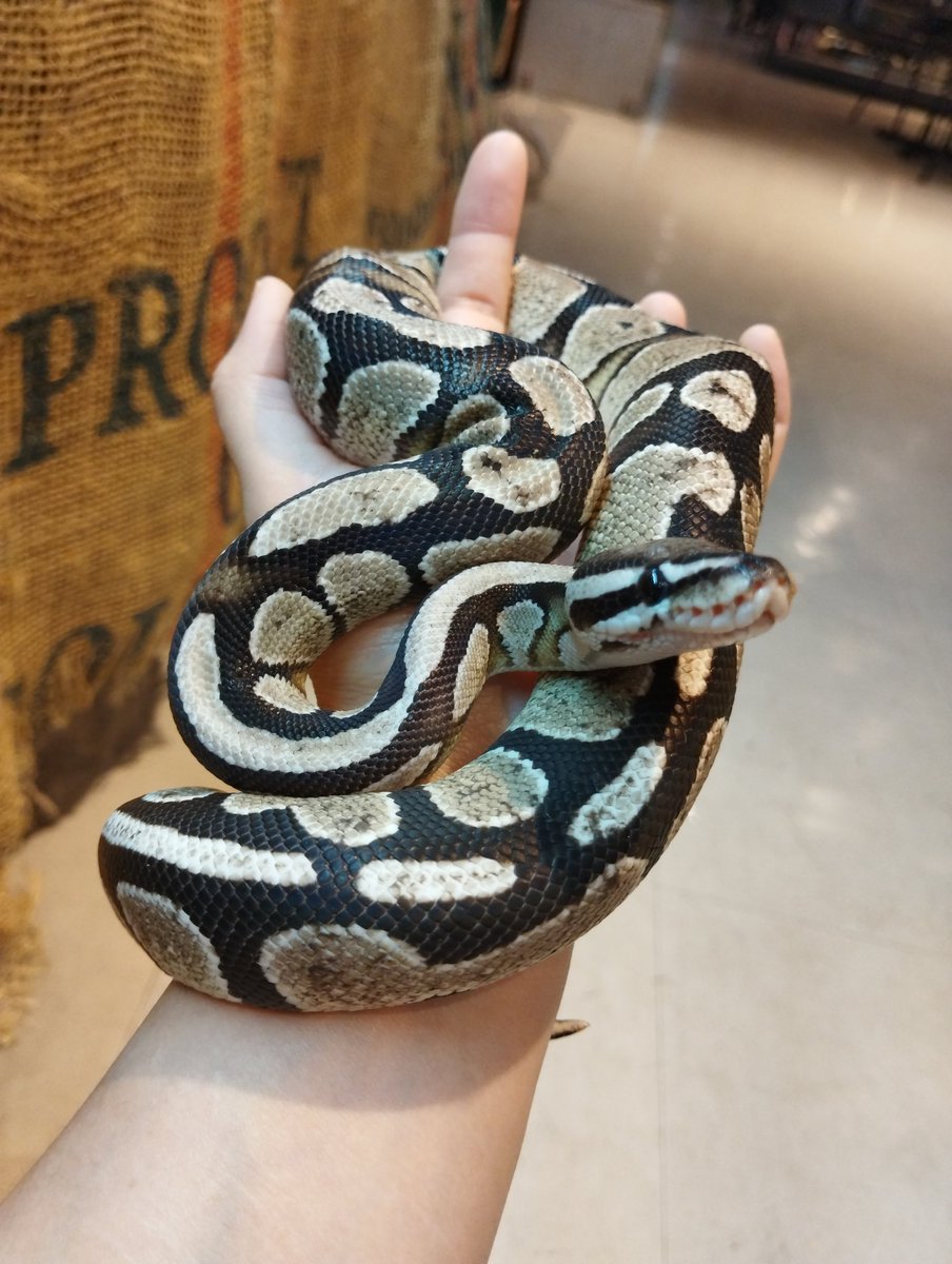 snakecafe's tweet photo. #販売情報 #爬虫類販売 #販売 #ボールパイソン #ブルーアイリューシ #アザン #爬虫類カフェ #爬虫類ショップ #スネークカフェ #アメ村 #心斎橋 https://t.co/aosVRoEW2b