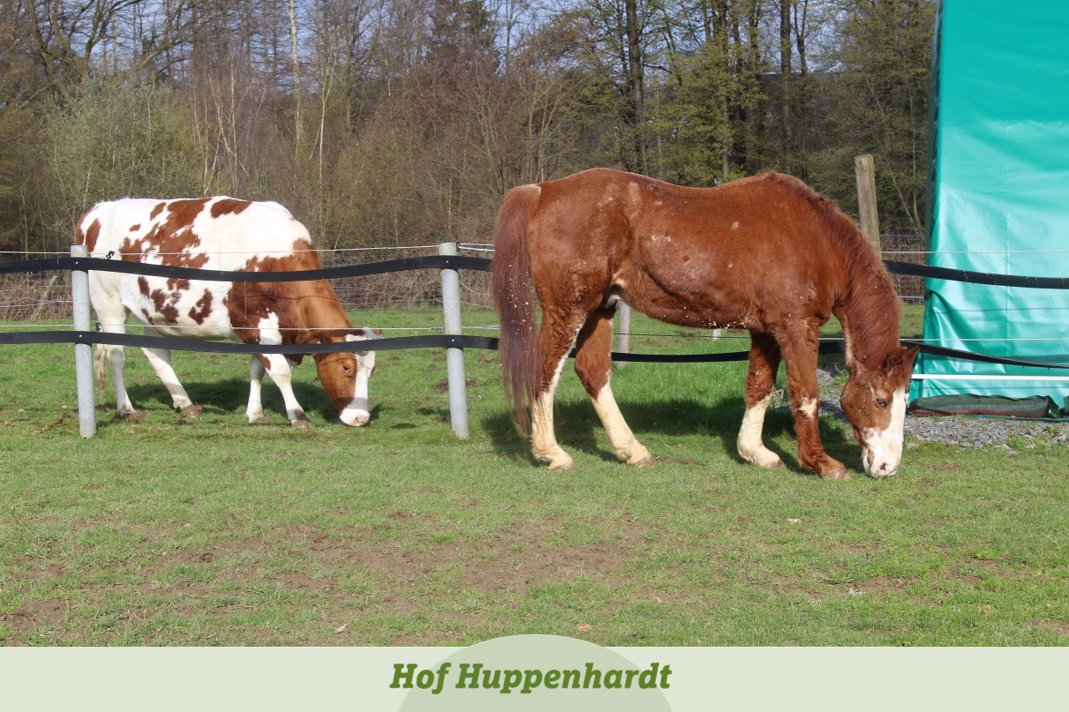 Sagt mal, wisst Ihr, ab welchem Alter die weißen Flecken im Fell verschwinden? Eure Resli 🐮

#hofhuppenhardt #cute #etn #picoftheday #tierschutz #horse #pferdeliebe #kuh #kuhliebe #kuhflecken #fell #fellfarbe