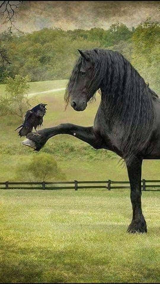 Good morning everyone ☕🐦🐎 I hope you are well 👌 Wishing you a pleasant and wonderful Wednesday of happiness with your family and friends, dear friends from all over the world 💐🦄🕊️💚🖤🤗