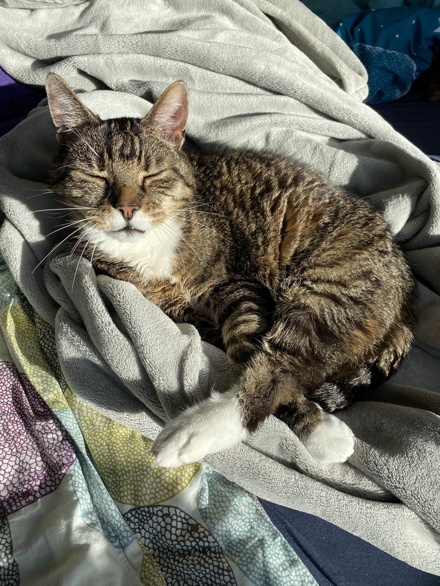 Quarkitty's tweet photo. well. the appointment is done.

i love you Fennel. the last thing he heard was my husband telling him we love him. now he can rest.

ADOPT OLD CATS! they will give you so much love and fun! i promise. open your heart to a silly old man. it’s worth it. ��� 

rest in peace my boy https://t.co/E6dBhGxRhg