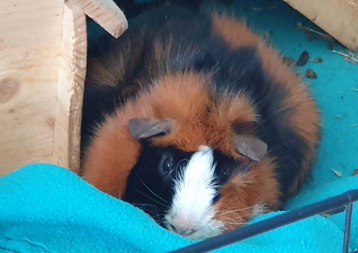 HitsuKuro's tweet photo. Chonk https://t.co/tXW3LMGgJz