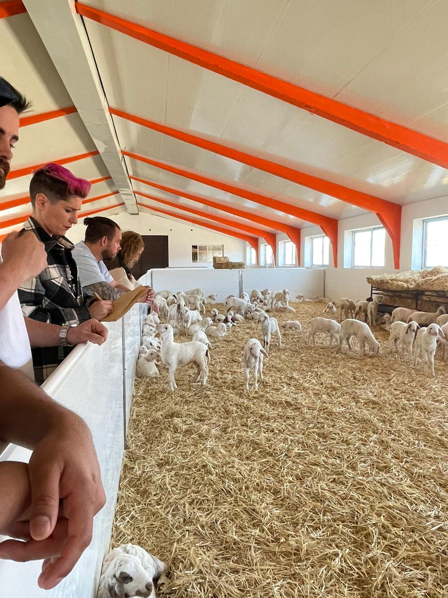 Aprovechando el descanso del #equipo, hemos visitado la granja de Desarrollo Ovino AGM. Innovación en bienestar animal y medioambiental y calidad de vida para los animales. ¡Gracias @GranjaAGM por compartir vuestro día a día con nosotros!