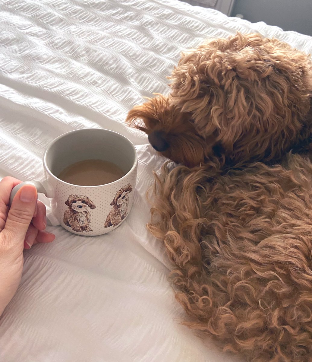 What a miserable day! 🌧️ Honey and I are lucky we can stay in bed 📖☕️ #dogsoftwitter #booktwt #EasterHolidays