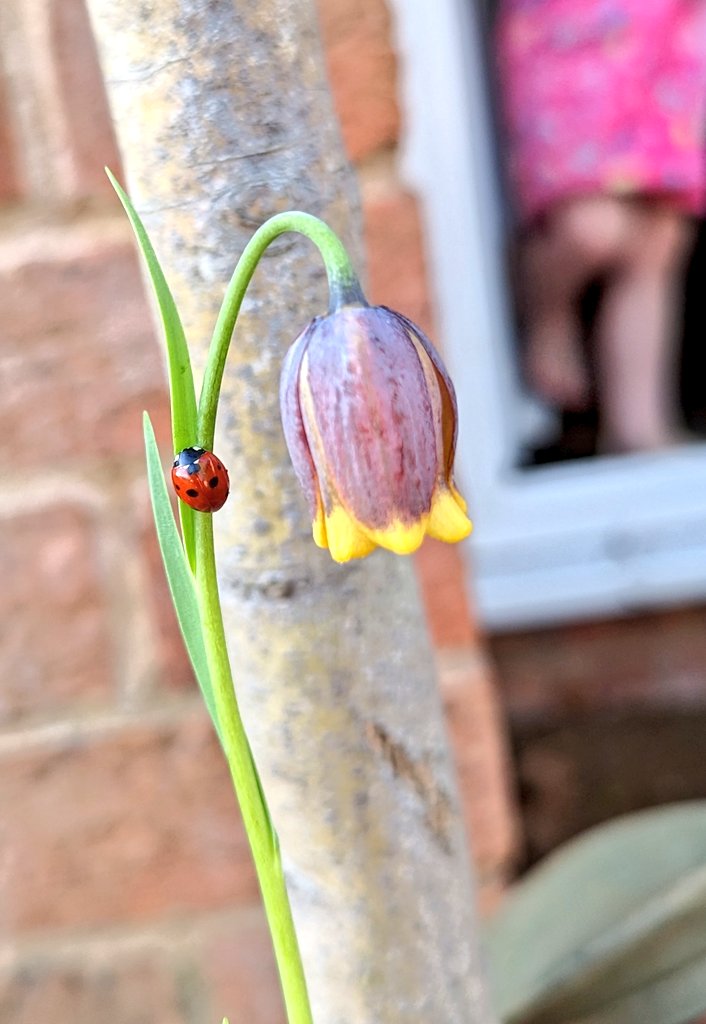 Matthew_Midgley's tweet photo. A Little sample of spring on my doorstep this morning, a ladybird on a fox grape fritillary #spring #ladybird #april https://t.co/yLyFTXMF4z