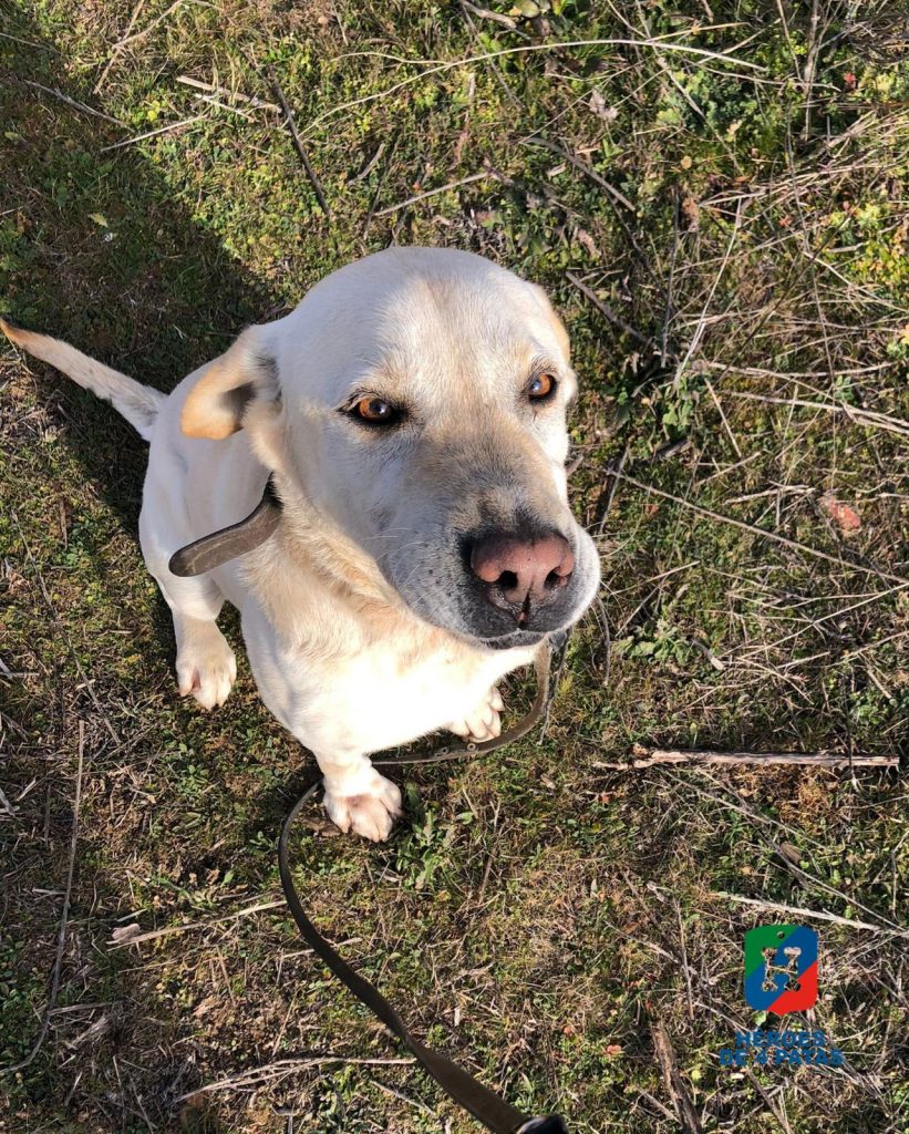 Hay #héroes 🐕‍🦺 que buscan hogar 🏠 tras su jubilación  

Si estás pensando en adoptar un #perro...¿por qué no un agente canino?  

Tendrás un fiel compañero al que harás muy feliz en su nueva etapa 😍  

¿Te animas? ⤵ 
heroesde4patas.org/categoria-perr…

#AdoptaUnJubilado #AdoptaNoCompres