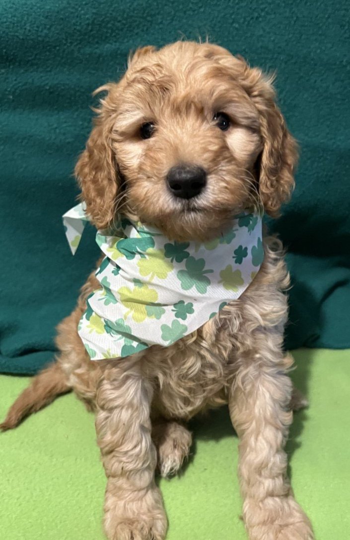 decdebring's tweet photo. Looking for a dog that's easy to train, loves to cuddle, and is the perfect size for apartment living? Say “hello” to our Mini #Goldendoodlepuppies! These little pups are smart, affectionate, and oh-so-adorable. Contact us to learn more. https://t.co/8DqcO6P05T https://t.co/WnzvOFX8IQ