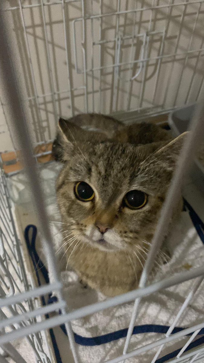 🪀YOYO ÖMÜRLÜK YUVASINI ARIYOR 
Yoyo yaklaşık 2 yaşlarında dişi bir kedi. Henüz 2 yaşında olmasına rağmen birçok badire atlatmış/atlatmaya devam ediyor. Kendisi çok sakin birisi, tüm canlarımız gibi o da kendisine ihtiyacı olan sevgiyi ve şefkati verebilecek bir yuvayı hak ediyor