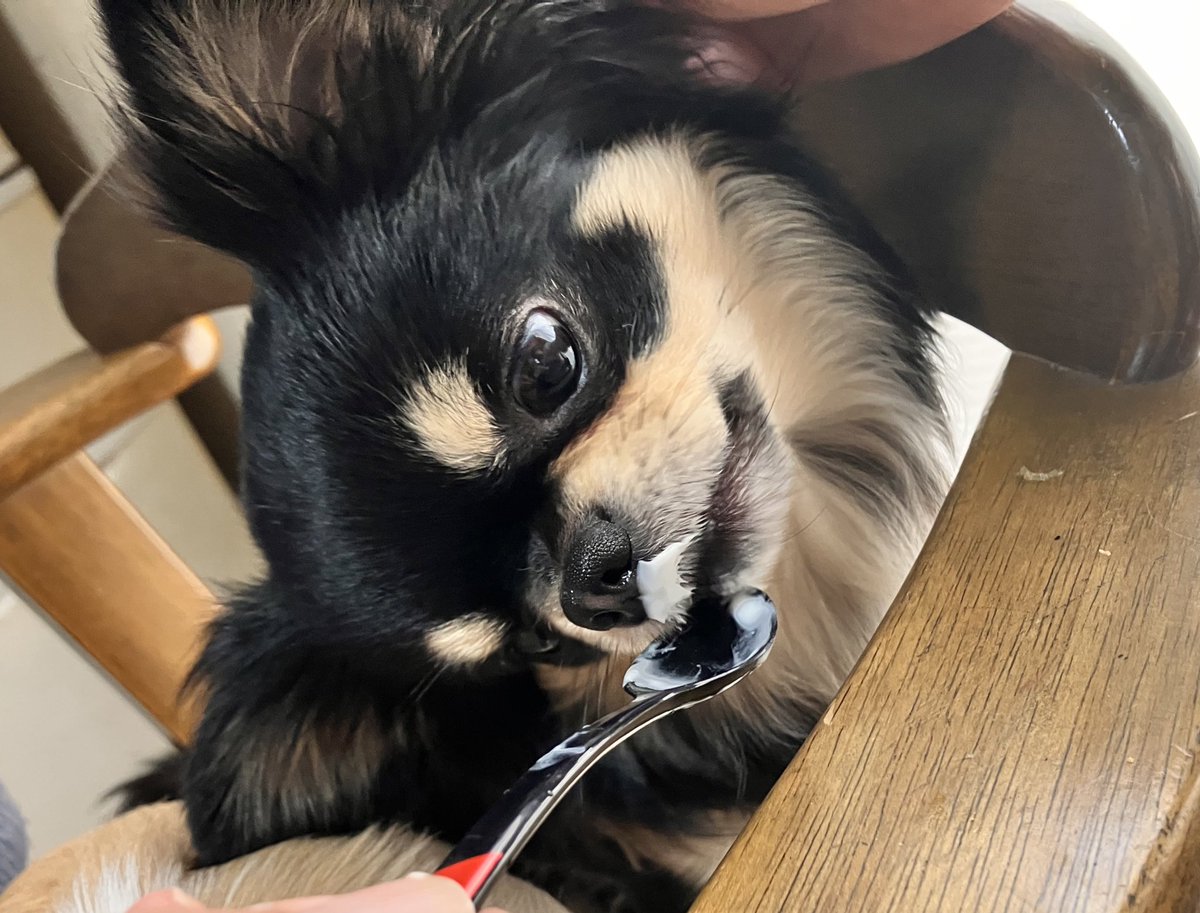 「うまうま🥺」
#チワワのいる暮らし
 #いぬのいる暮らし https://t.co/RY4kDMQwu2