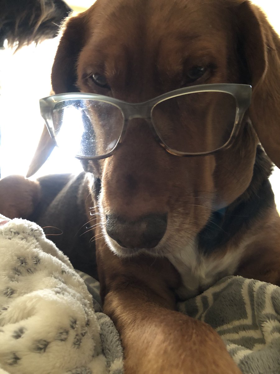 CancerWithGrace's tweet photo. @LabradorYuki My hoomum &amp; hoodad speak English (not my first language) &amp; it is very confusing language. worse word for me is “run”, I love to run but sometimes when i hear that word, I think they mean something different (some dictionaries list over 600 entries for this word!) https://t.co/86mCaNmk5w