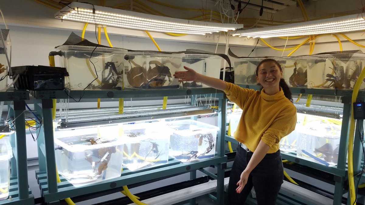 Our new paper led by @alissabass96 is now out. Our experiments showed that marine heatwaves and decreased water clarity interact to erode performance of habitat-forming kelp species....... onlinelibrary.wiley.com/doi/10.1111/jp…