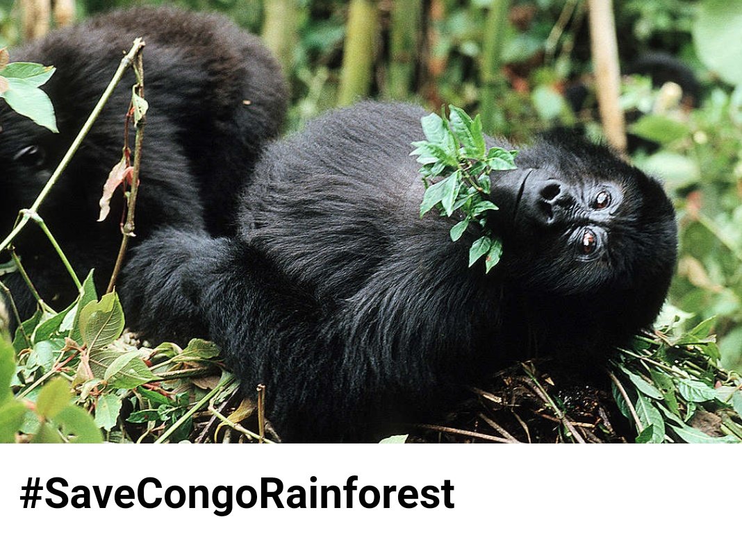 it is very dangerous to destroy protected areas or even to sacrifice biodiversity to pursue private economic interests. 

 It is important to preserve biodiversity for the benefit of all.
#SaveCongoRainforest #ClimateActionNow