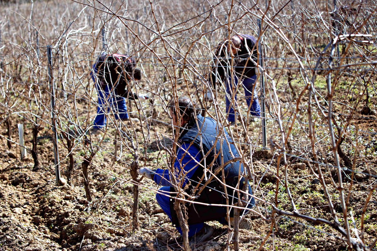 Para Marqués de Riscal es fundamental garantizar la perennidad de la planta. Con 500 hectáreas de viñedo viejo en Rioja Alavesa, garantía de calidad de nuestros vinos, la poda es clave para conseguir que las plantas tengan una vida lo más longeva posible. Hilo 👇