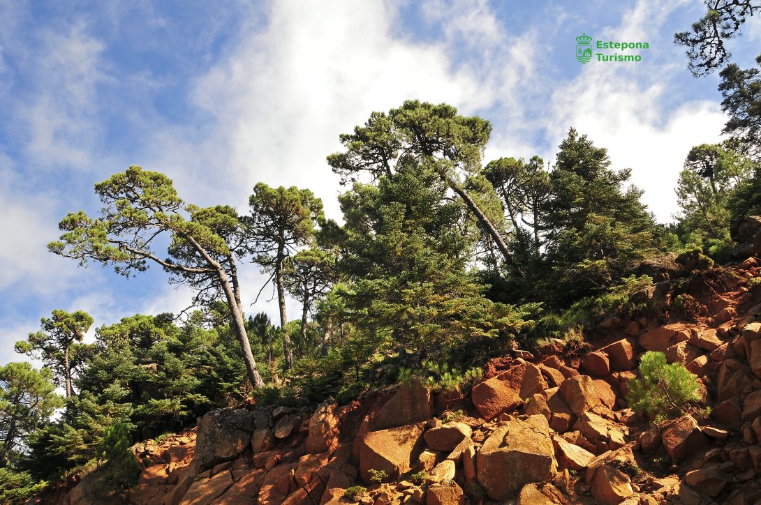 EsteponaTurAyto's tweet photo. ¿Te gusta la #naturaleza? Y la #fotografía? Te encantará entonces #SierraBermeja 🚶♂️🚶♀️📷 Do you like #nature? And #photography? You will love our #SierraBermeja
#estepona #costadelsol #senderismo #hiking #montaña #mountaint #naturelovers #photo #photolovers https://t.co/6hmM5nt54K