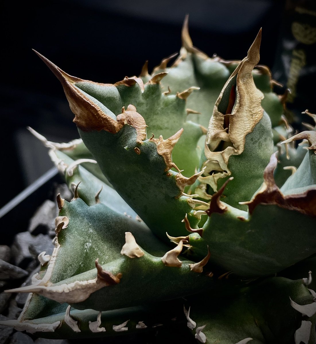 KSN88's tweet image. 最近、病の進行が早まっているような気がする。この感染症はヤバい。
@agavesan1 
#whitefire