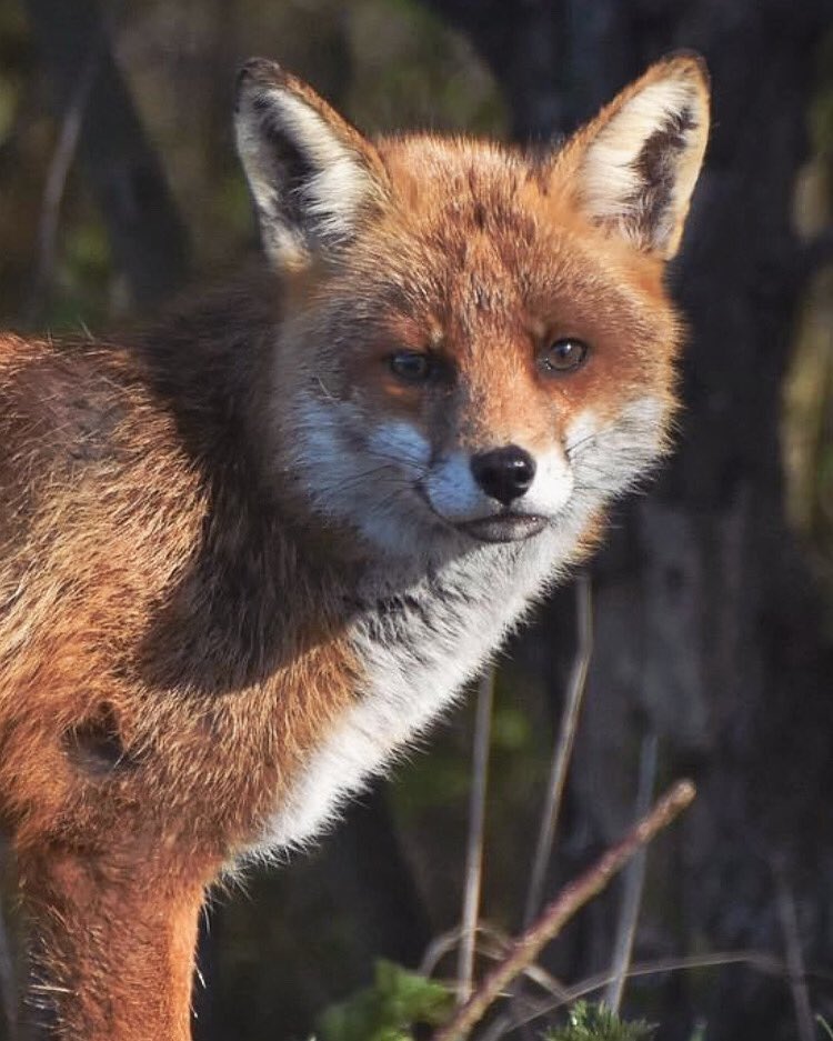 steadyowen's tweet photo. Male red fox, what a beauty. #foxoftheday https://t.co/Nl0CHDacGy