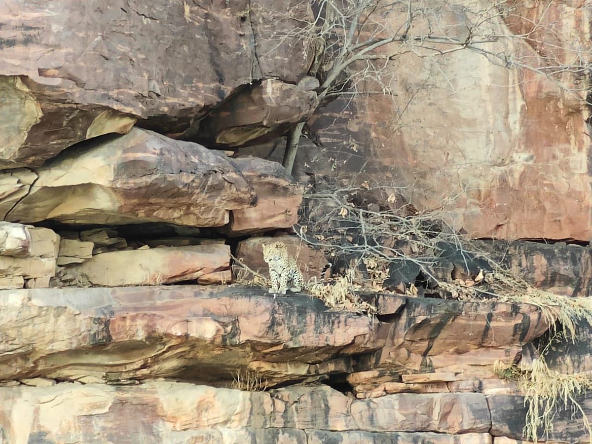 tarumeet's tweet photo. Leopard Sighting. Beauty beyond imagination. Camouflaged in nature https://t.co/rXr8dmoIQi