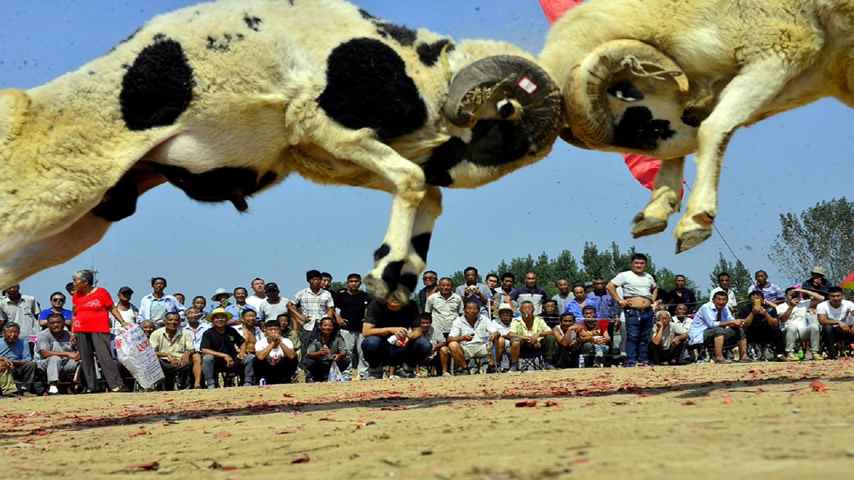 sakilabegum188's tweet photo. Wonderful Sheep And Cow Fighting in a Road
#sheep #SheepFarm #sheepattack #sheepfight #sheebart
https://t.co/W55xdNiVBg https://t.co/sfix9yzaBr