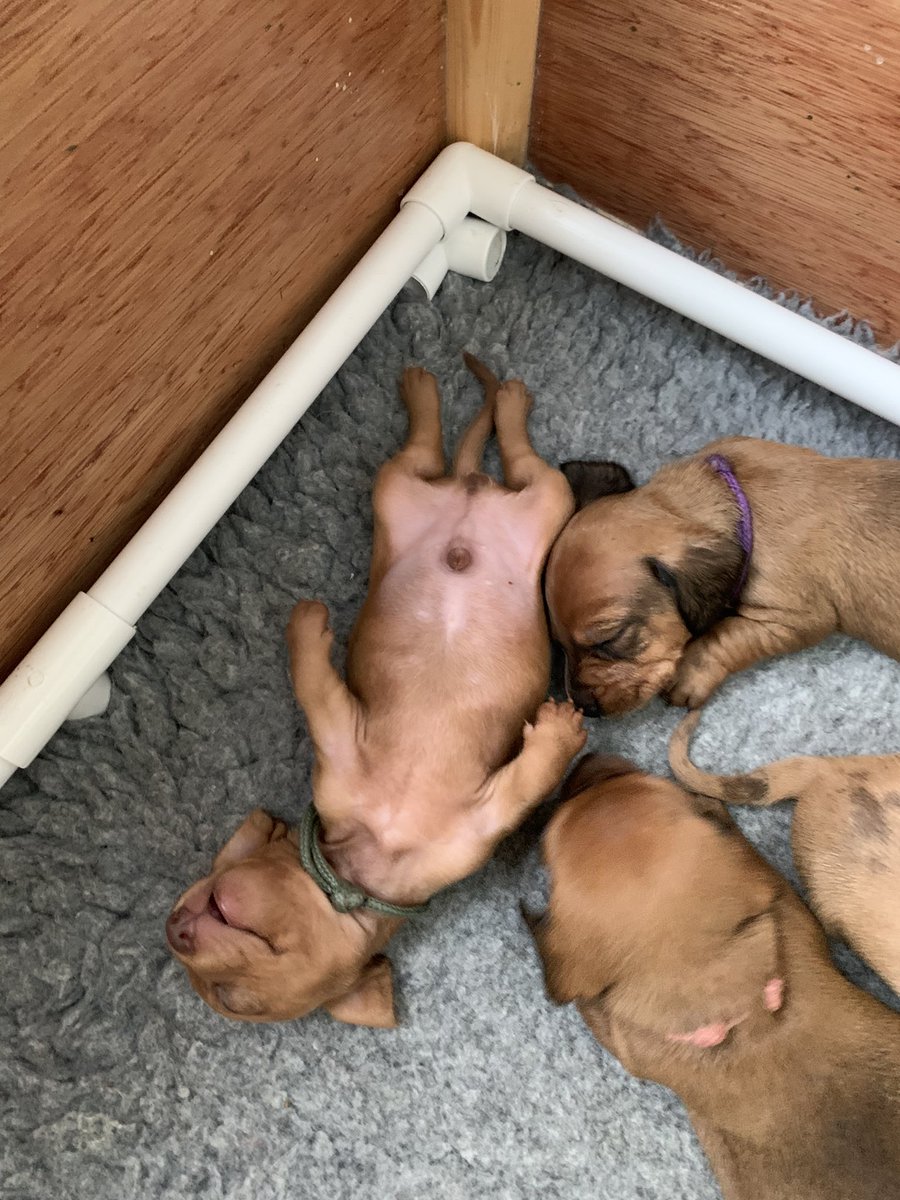 #NationalPetDay #NationalPetDay2023 #nationalpet  it’s a pups life!!! 🐶