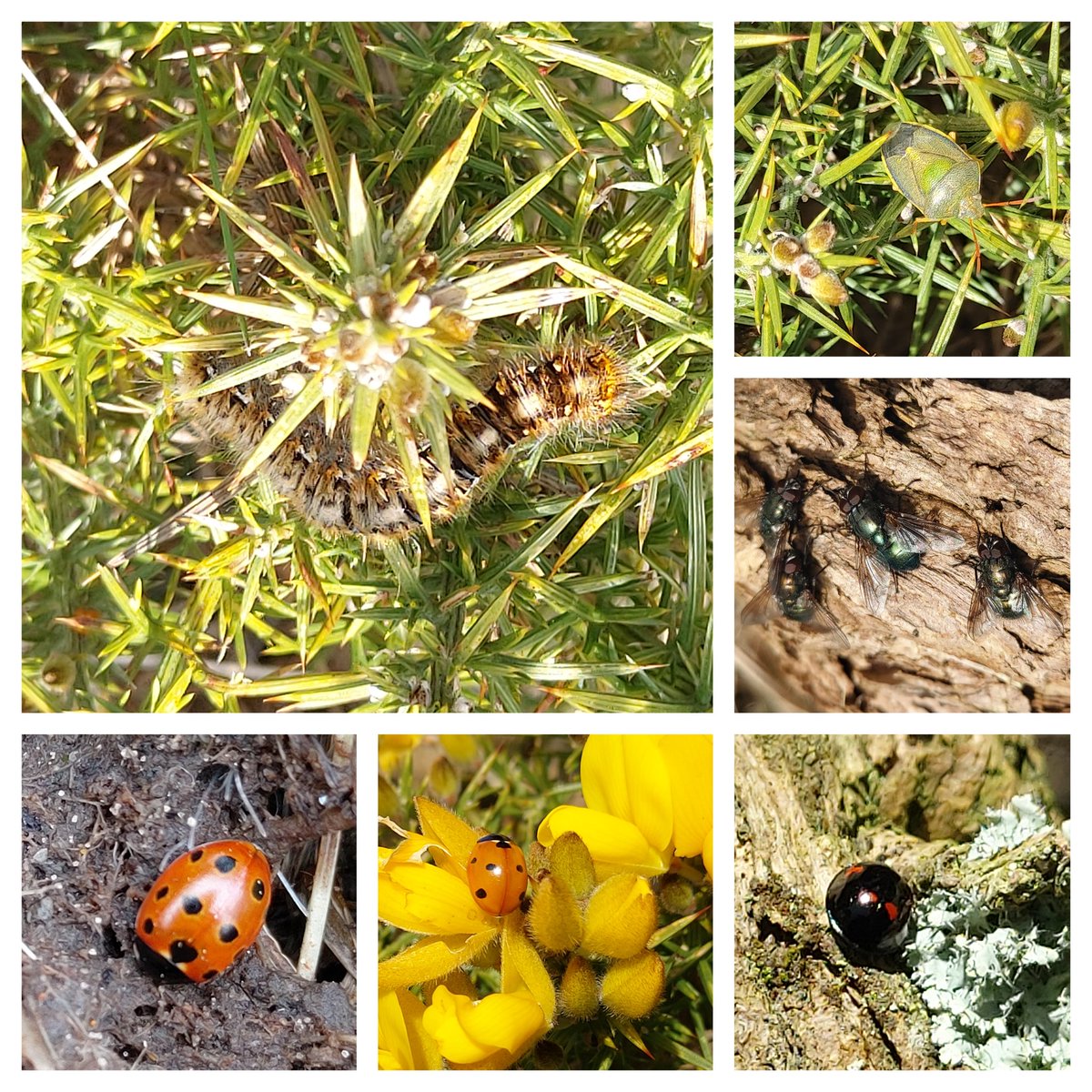mandy_forde's tweet photo. Gorse playing host to variety of species #wildwebswednesday
Can't say I'd choose to live there if I were a caterpillar ๐ฒ
Oak Eggar #caterpillar
Gorse #Sheildbug
Eudasyphora cyanella #flies
11 Spot, 7 Spot and Pine #Ladybirds https://t.co/MZyLNOFeux