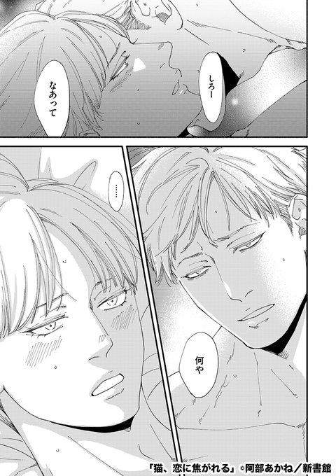 あかね様猫三あべ