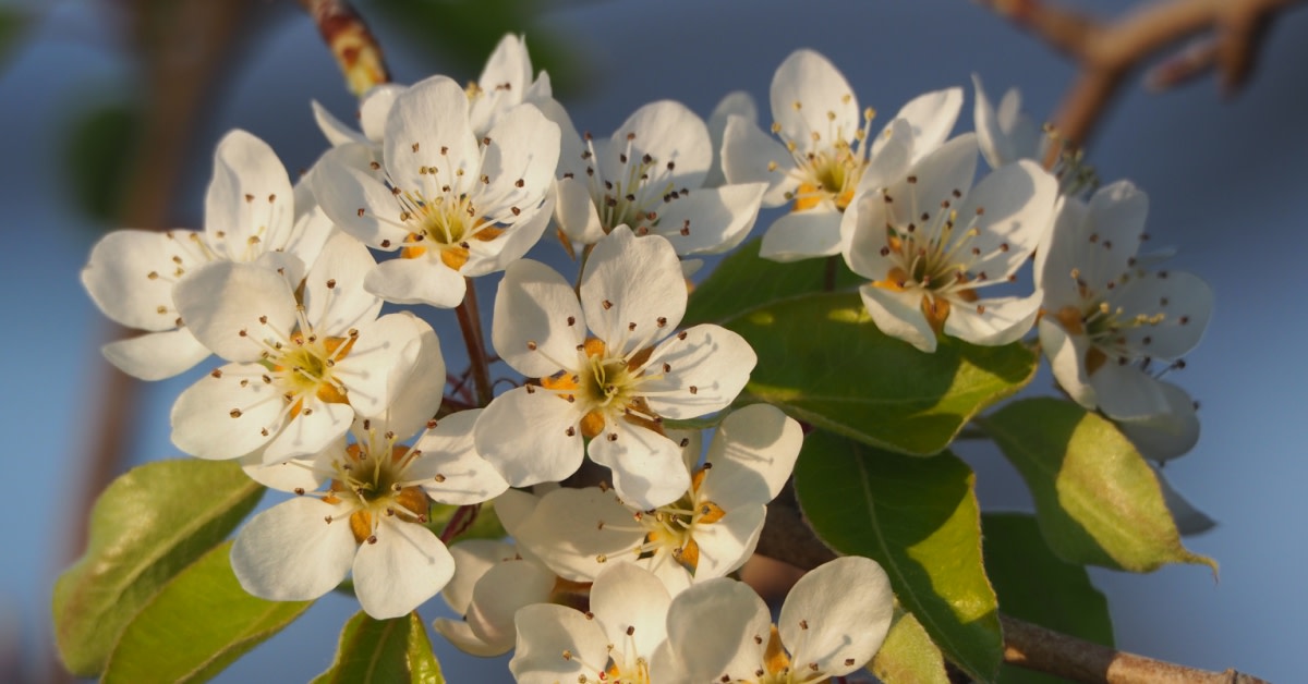 It’s time to branch out and discover #Spain's bloomin' side! 🌸🌷🌳 With cherry, peach, and many more blossoms galore, it's like a botanical beauty pageant. Ready for the petal-packed adventure? 🌺 

👉 bit.ly/40bPQzh

#VisitSpain #SpringInSpain #YouDeserveSpain