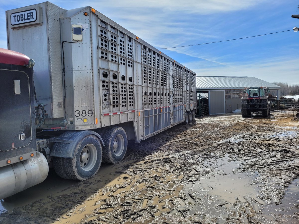 PauldeJong10's tweet photo. The first of 4 loads of cattle leaving the farm bringing this chapter of life to an end. https://t.co/ueJwBeDP5H