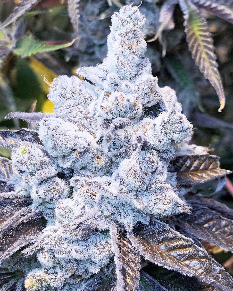 Cured420's tweet photo. Strain of the day

Slurricane

Slurricane is an indica marijuana strain that has a sweet taste. It makes you feel relaxed and sleepy while uplifting your mood. #StonerFam #WeedLovers #CannabisCommunity https://t.co/Ai0Dn95xgJ