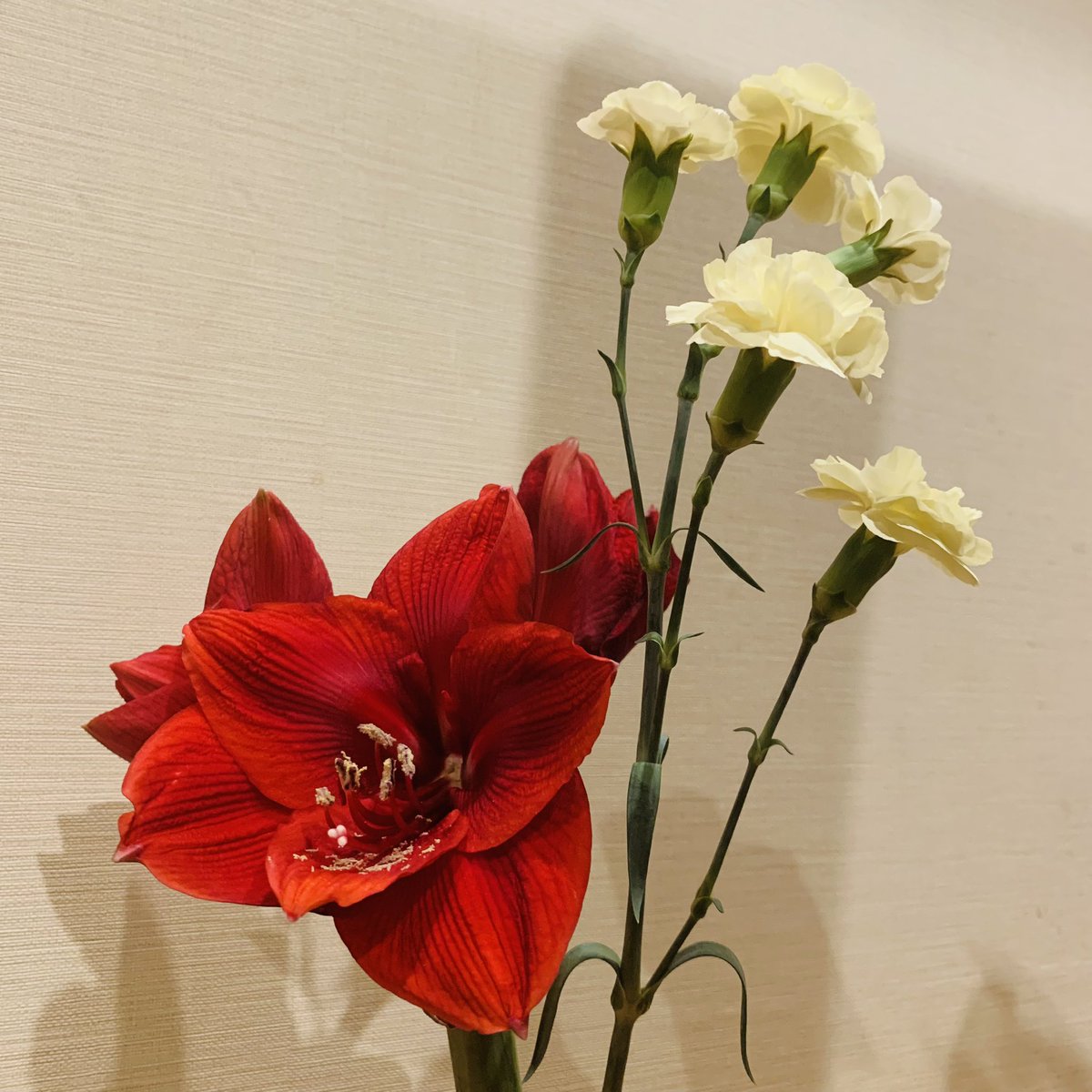 「し〜ら〜べ〜はアマリリス♪」のアマリリスを生けてみました👀

存在感の強さ。 https://t.co/3Xp2yvidei
