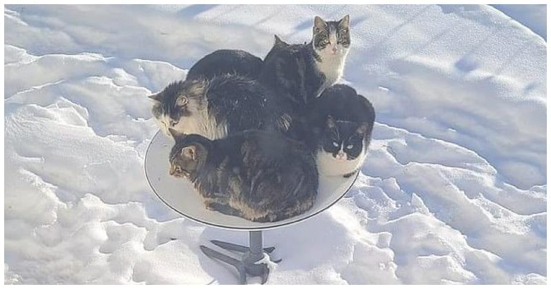 TheRealCatcoin's tweet photo. Elon only built Starlink so cats would have a warm place in the winter. What a hero π₯
#Catcoin #Starlink #Meme #Cats #Crypto #Ethereum #Catolution #ShibaKiller #Moonshot #Space #CatsOfTwitter @elonmusk https://t.co/hpAK4X4gYn