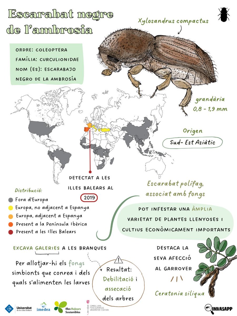 Idò sí! Aquest és l'escarabat #exòtic que envaeix els ecosistemes mediterranis 🌳 Xylosandrus compactus 🪲 Perforador que té la propietat de transportar fongs i inocular-los en els vegetals 🚨

#EugeniiInvestiga #STOPInvasores #EspeciesExóticasInvasoras