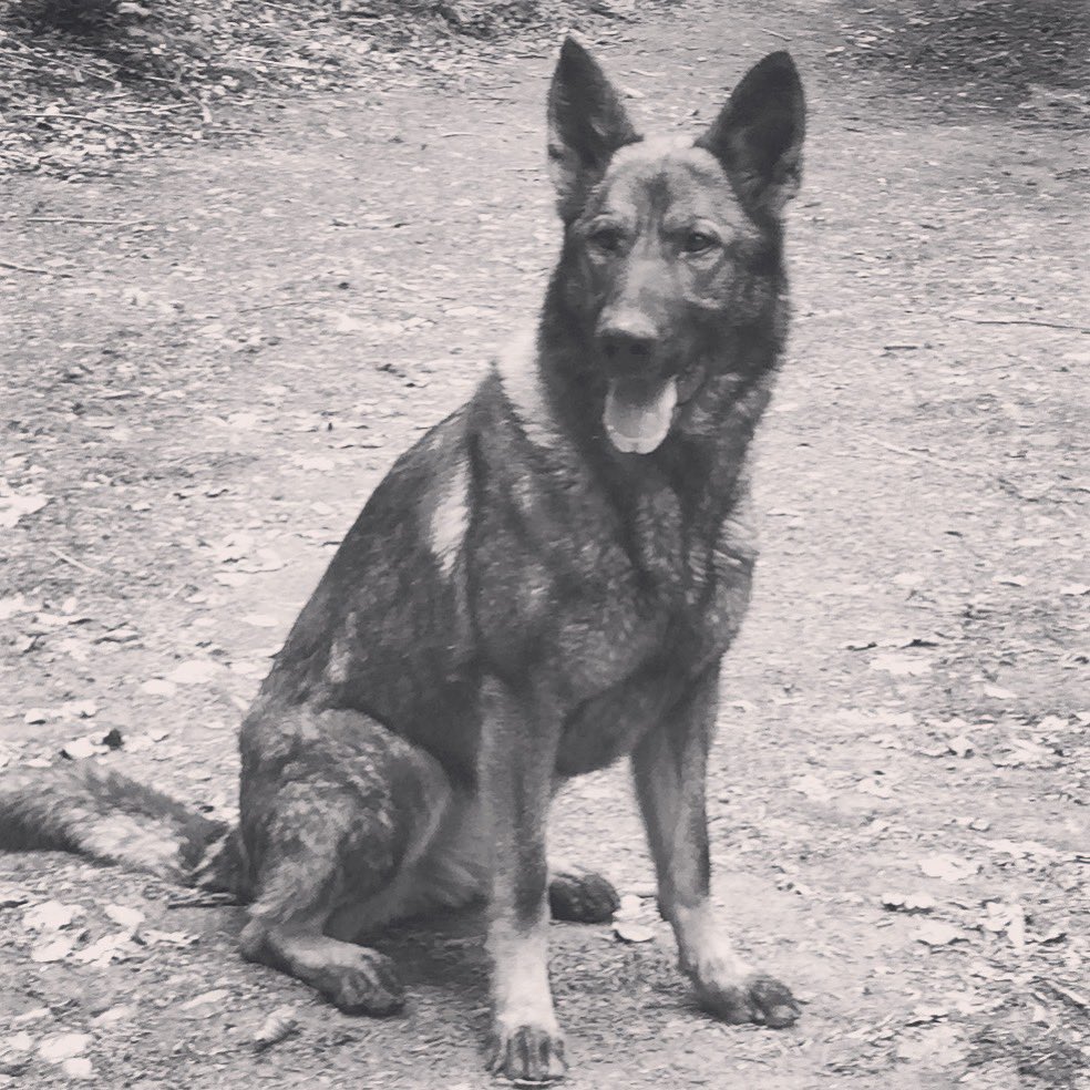 justyn knight tweet media