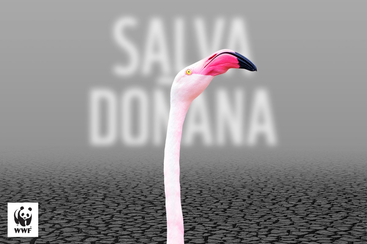 Hoy se presenta en el Parlamento de Andalucía la proposición de ley para amnistiar los regadíos ilegales en #Doñana📢 Denunciamos que la #LeyAntiDoñana del <a href="/ppandaluz/">PP de Andalucía</a> y @andaluciavox desafía a la ciencia y a la legalidad. Frenemos este despropósito. bit.ly/3LunR7p