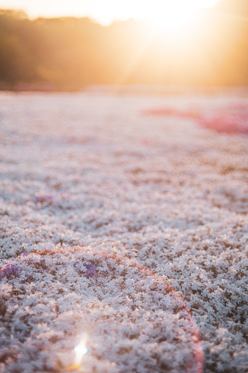Flya_Erfahrung's tweet photo. 夕刻の美しい時間にHelios44で芝桜を撮ってみた😌

#Nikon #D850 #ファインダー越しの私の世界  #写真で伝えたい私の世界 #写真好きな人と繋がりたい #芝桜 #キリトリセカイ #ニコンと私の見た世界 #オールドレンズ  #Helios44 https://t.co/B3jeo37k1f
