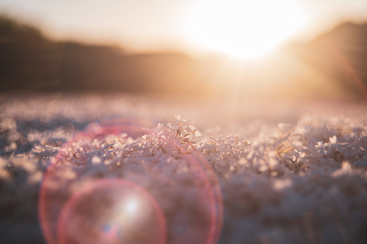 Flya_Erfahrung's tweet photo. 夕刻の美しい時間にHelios44で芝桜を撮ってみた😌

#Nikon #D850 #ファインダー越しの私の世界  #写真で伝えたい私の世界 #写真好きな人と繋がりたい #芝桜 #キリトリセカイ #ニコンと私の見た世界 #オールドレンズ  #Helios44 https://t.co/B3jeo37k1f