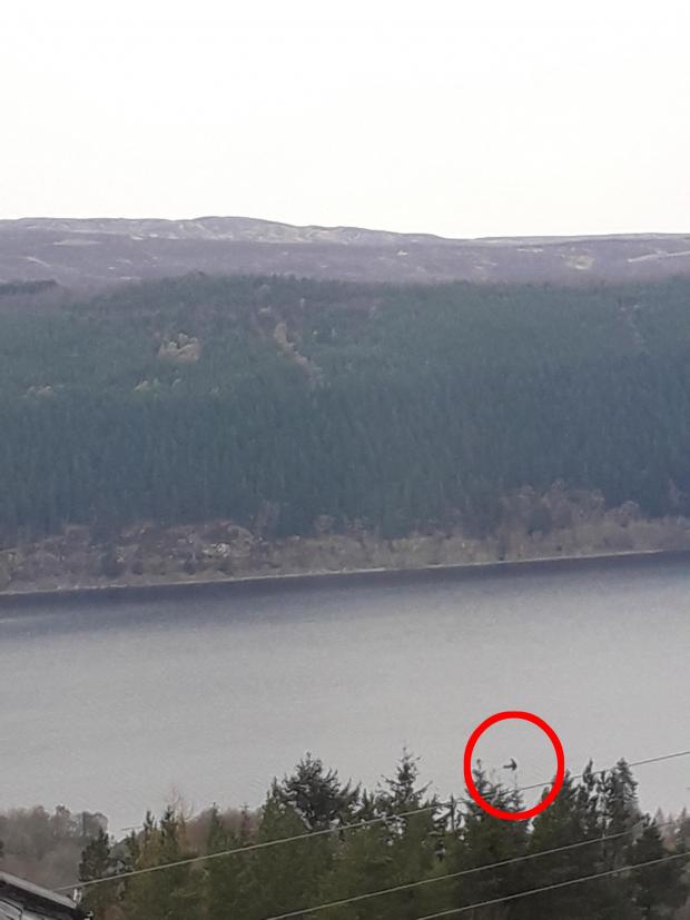 ScotNational's tweet photo. 'Something very large' has been photographed in the waters of Loch Ness by a holidaymaker

John Payne, who was staying on the southern banks of the loch, said he spotted something that was 'like a huge neck' - sparking rumours it was the elusive Nessie https://t.co/8VrAjsgGEL