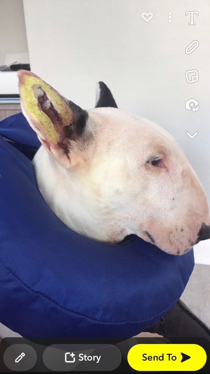 cbrnev's tweet photo. @stevenmaskill1 Poor love we had this with our Lola the ear was ok after even though it looks gruesome. Wish coco better. 🐾 https://t.co/tKYVwO0F62
