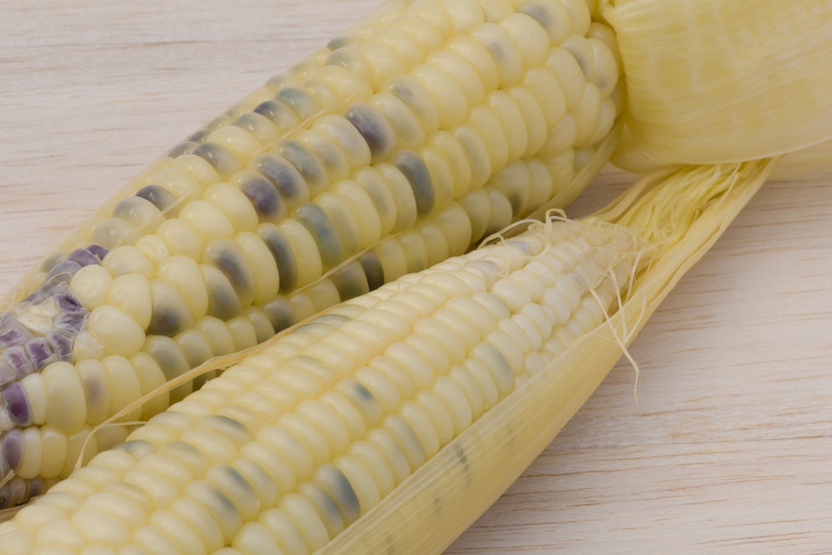 Great news! Japan approved the use of a 4th gene edited food crop. The new waxy maize variety provides more smoothness to food products. Gene editing of crops is now mainstream, except in Europe #EUSAGE bit.ly/3KUKd32