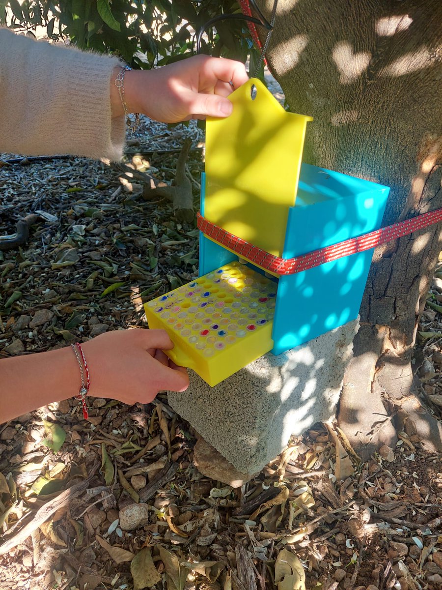 📷 El proyecto <a href="/sensoplag/">Sensoplag</a> comienza la detección en campo del Cotonet de Sudáfrica mediante una tecnología compuesta por sensores que captan los volátiles emitidos por la plaga en sus primeros estadios