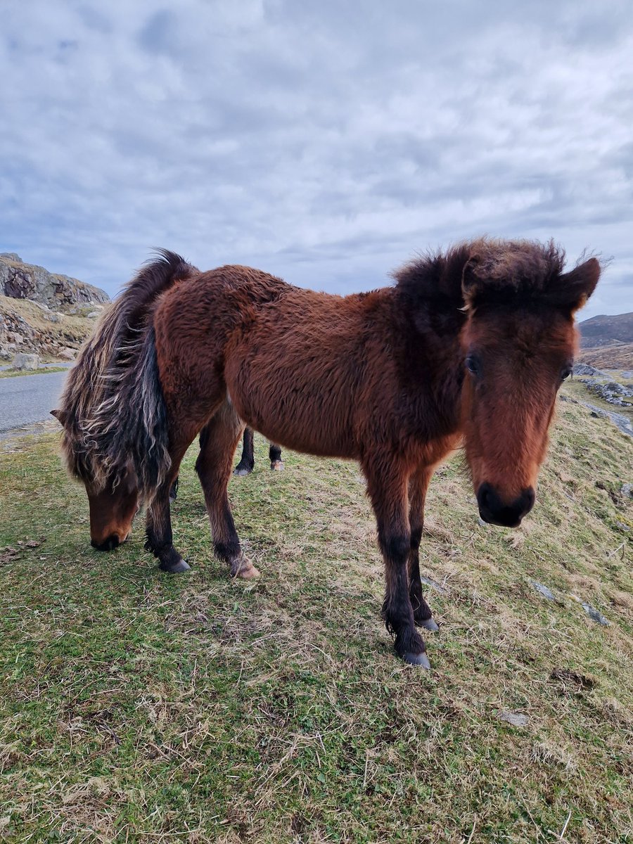 Up close with the Eriskay ponies yesterday 🐴🦄🌈😍 #Eriskayponies #Eriskay @EachNanEilean #VisitScotland #westernisles