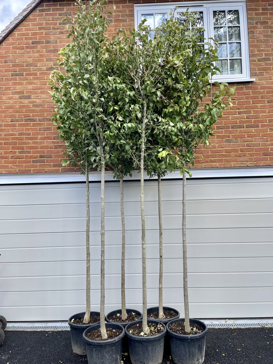 ck_works's tweet image. I can breathe now..
Fabulous Ligustrum japonicum trees have just safely arrived from Northern Italy 
Yay!
#gardendesign #treeplanting #privacyscreening #WaltonontheHill #Surrey