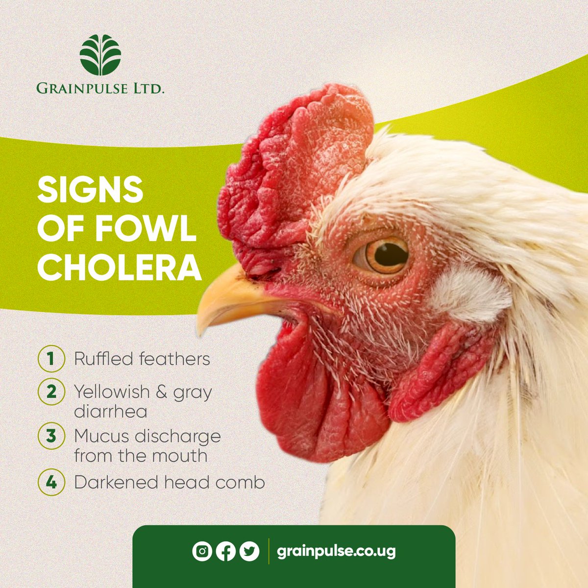 GrainpulseUG's tweet photo. Fowl cholera is a contagious bacterial disease in chickens with a high mortality rate. The route of infection is oral or nasal, and mortality can be up to 100%.
#PoultryFarming #Halisi https://t.co/CxW5XsjoN2