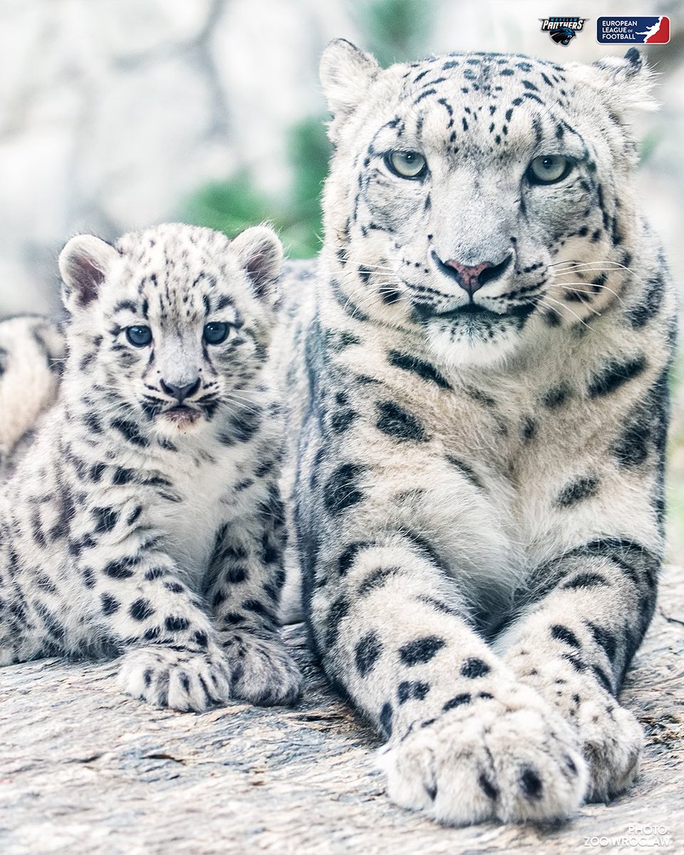 ELF_Official's tweet image. ⚠️ It’s time to BeCute ⚠️

After the @pantherswroclaw got the news that the Wroclaw Zoo is looking for someone to take care of their Panthers they’ve decided not to stay passive and proposed a deal to their partner TIM Catering to adopt the Snow Panthers (Leopards) 🐾