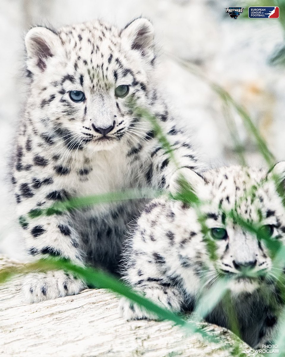 ELF_Official's tweet image. ⚠️ It’s time to BeCute ⚠️

After the @pantherswroclaw got the news that the Wroclaw Zoo is looking for someone to take care of their Panthers they’ve decided not to stay passive and proposed a deal to their partner TIM Catering to adopt the Snow Panthers (Leopards) 🐾